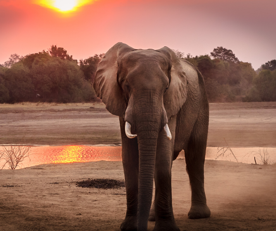 Bring the animals' plight to light